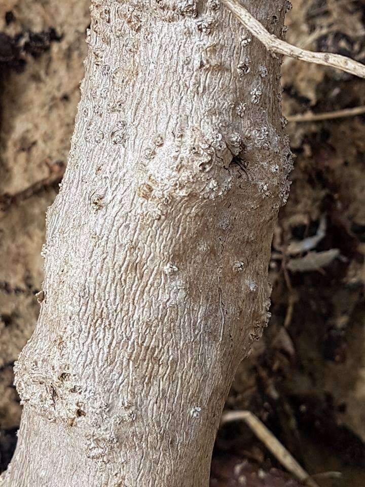 Image of Tetragonia decumbens Mill.