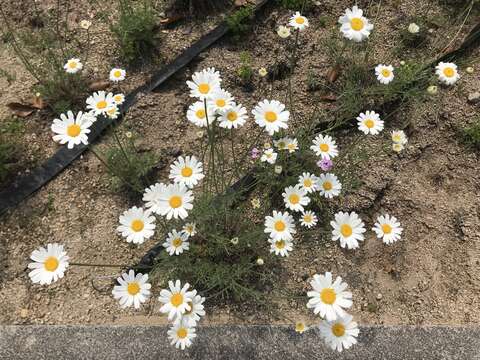 Image of Dalmatia Pyrethrum