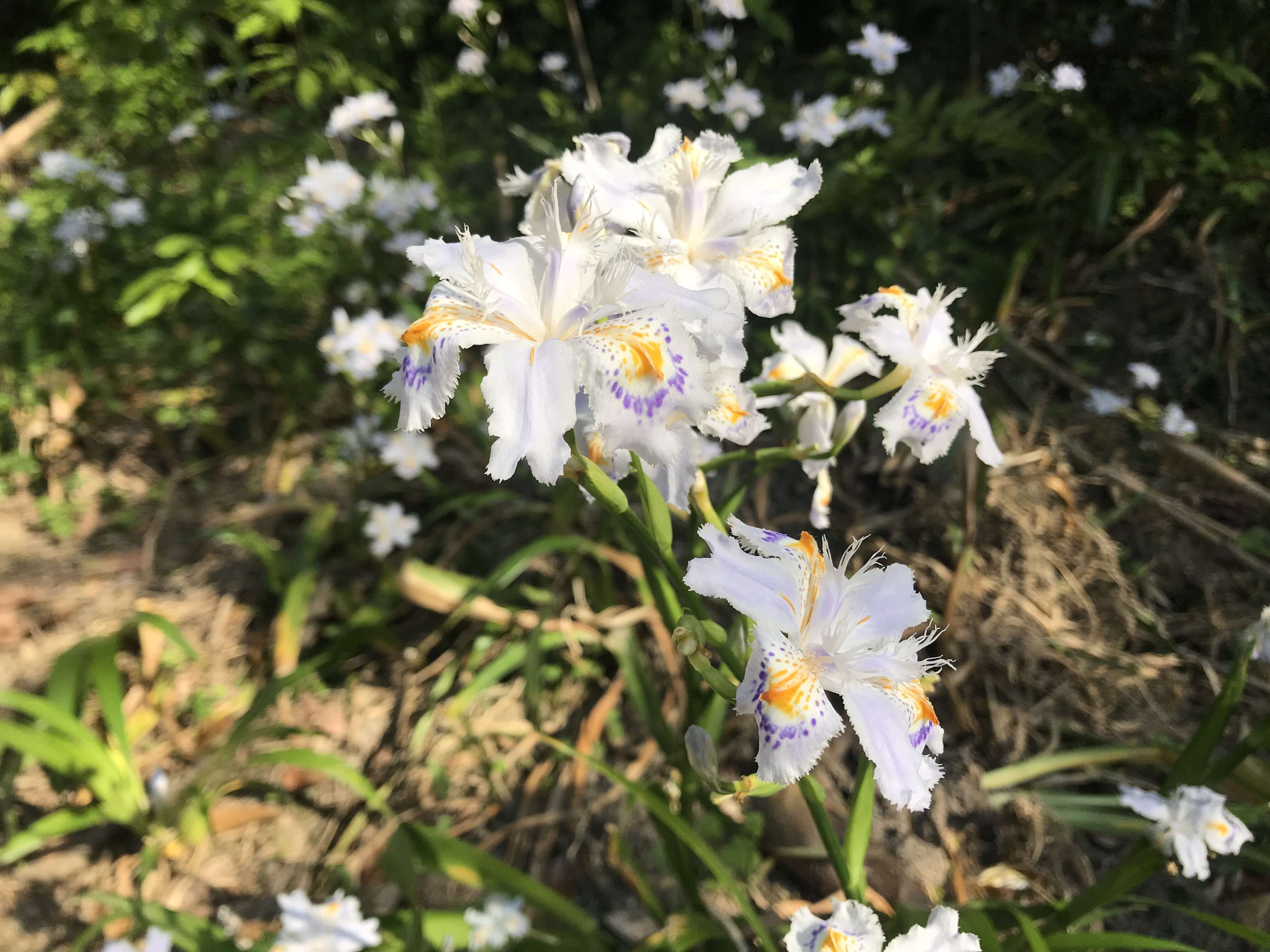 Sivun Iris japonica Thunb. kuva