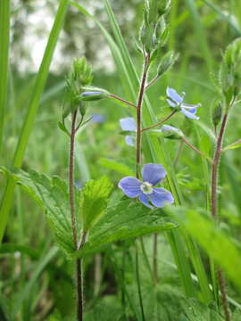 Image of bird's-eye speedwell