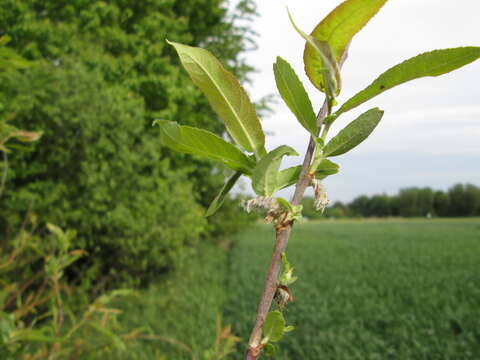 Imagem de Salix purpurea L.