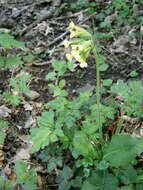 Image of oxlip