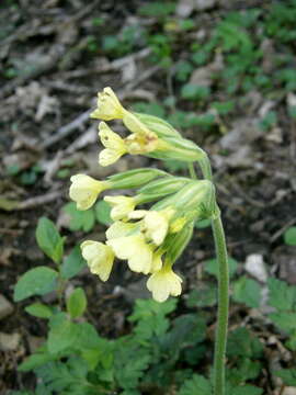 Image of oxlip