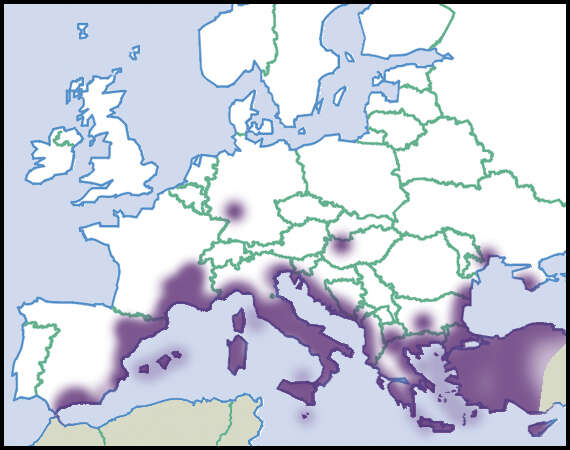 Sivun Eobania vermiculata kuva