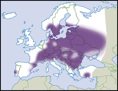 Image of Euomphalia strigella (Draparnaud 1801)