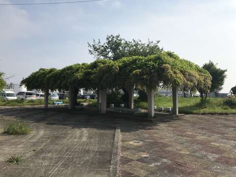 Image of Japanese wisteria