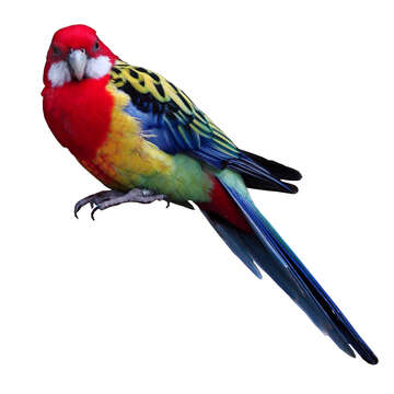 Image of Eastern Rosella