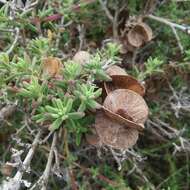 Image of Tetragonia fruticosa L.