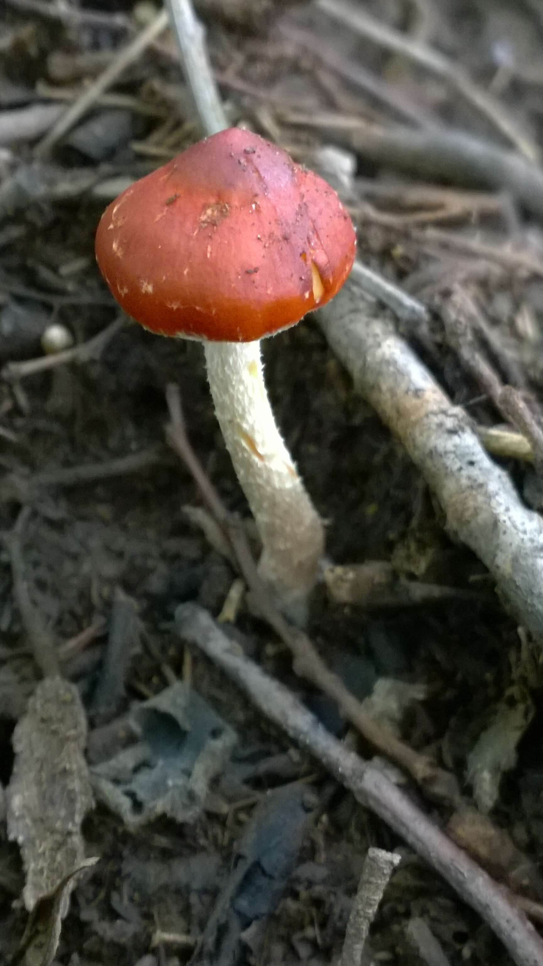 Image of Leratiomyces ceres (Cooke & Massee) Spooner & Bridge 2008