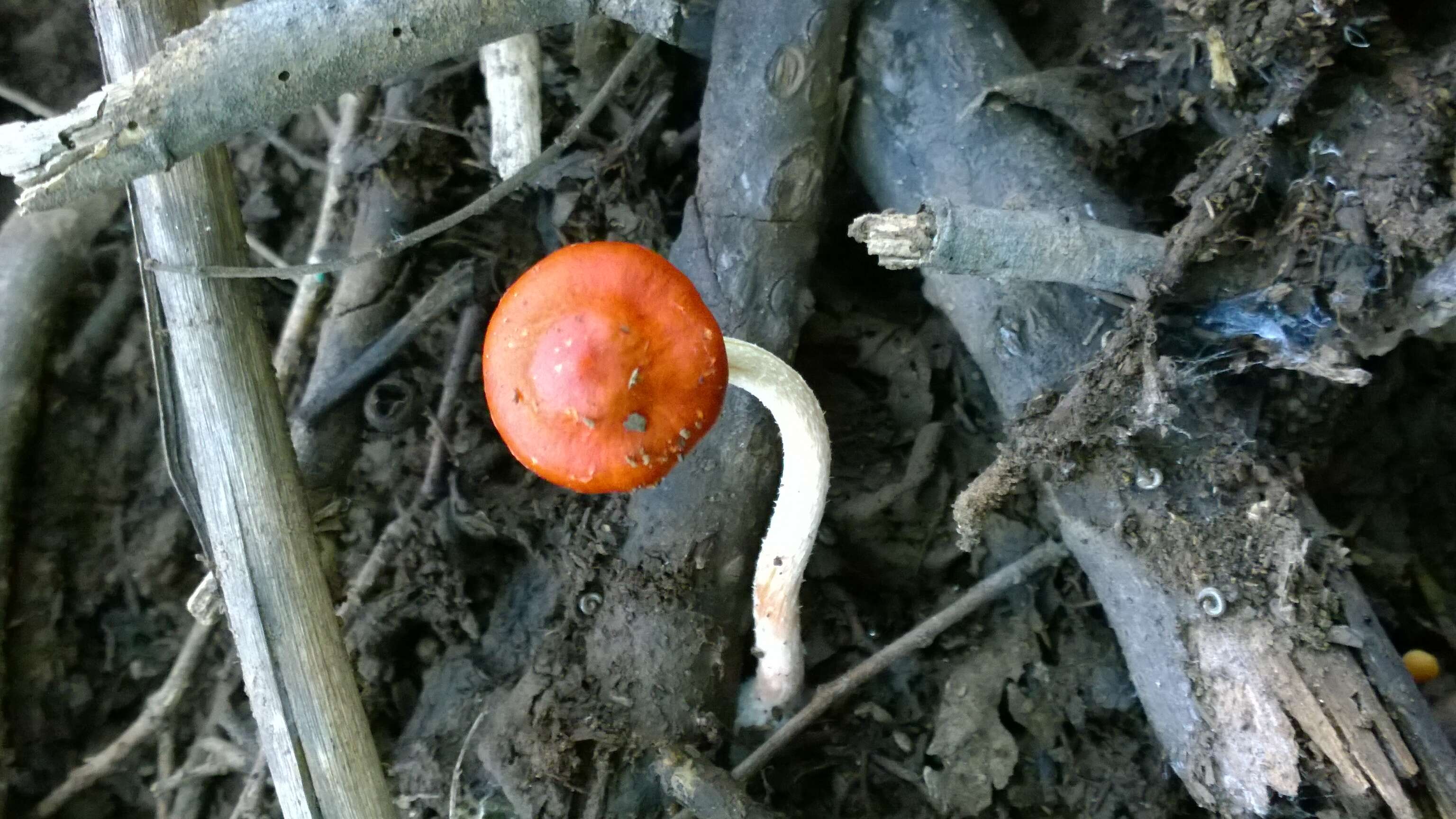 Image of Leratiomyces ceres (Cooke & Massee) Spooner & Bridge 2008