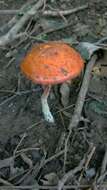 Image of Leratiomyces ceres (Cooke & Massee) Spooner & Bridge 2008