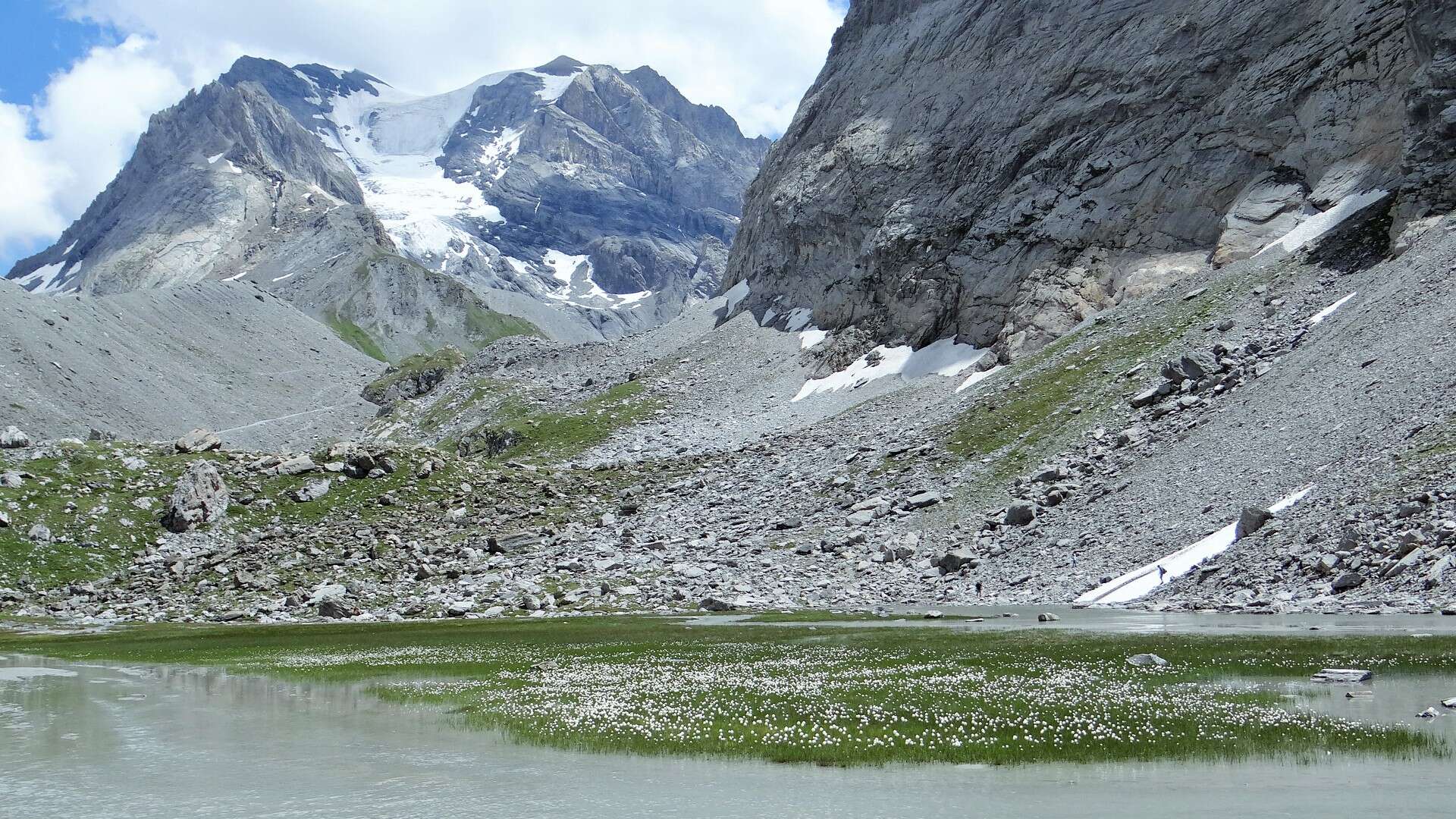 Plancia ëd Eriophorum scheuchzeri Hoppe