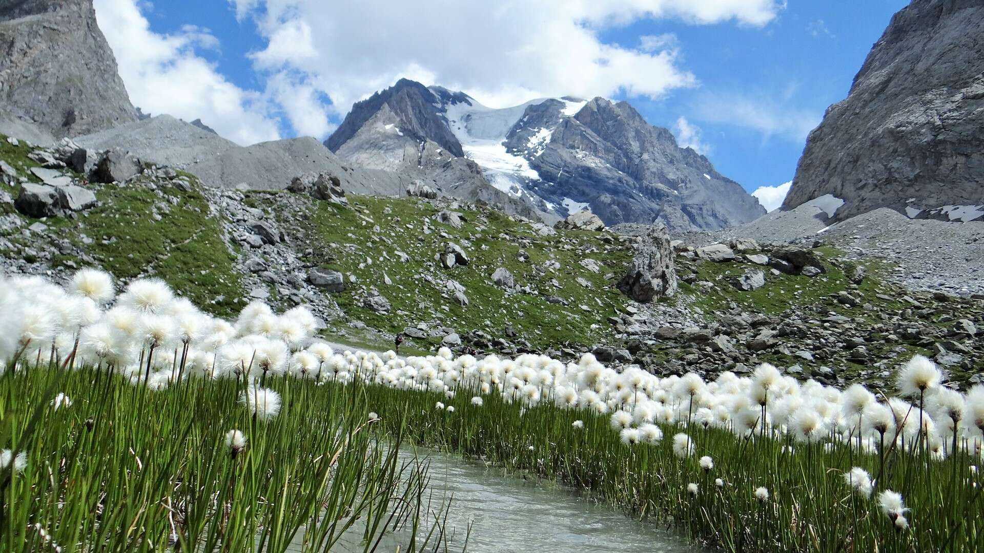 Plancia ëd Eriophorum scheuchzeri Hoppe