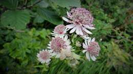 Imagem de Astrantia major L.