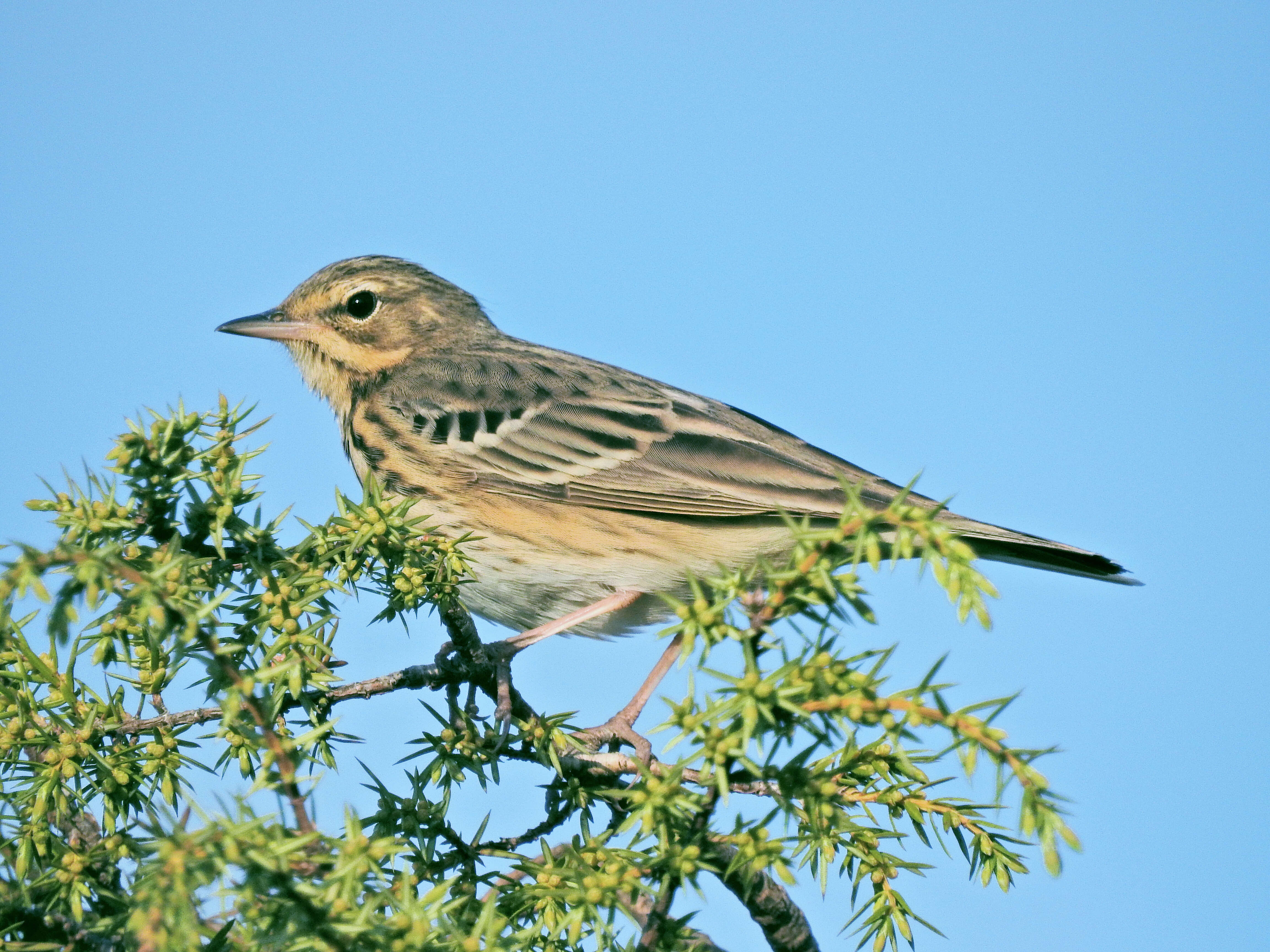 Image of Tree Pipit