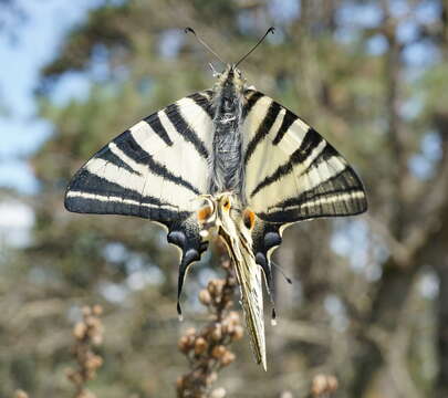 Image of Iphiclides