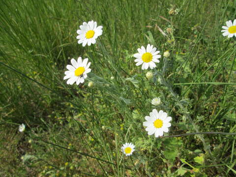 Image of corn chamomile