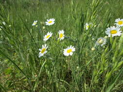 Image of corn chamomile