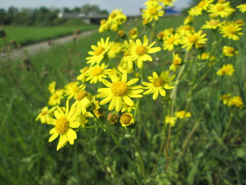 Image of eastern groundsel