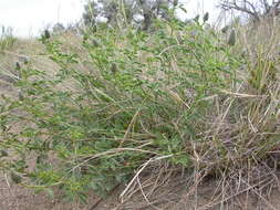 Image of Blue Mountain Prairie-clover