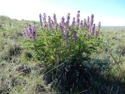 صورة Astragalus bisulcatus (Hook.) A. Gray