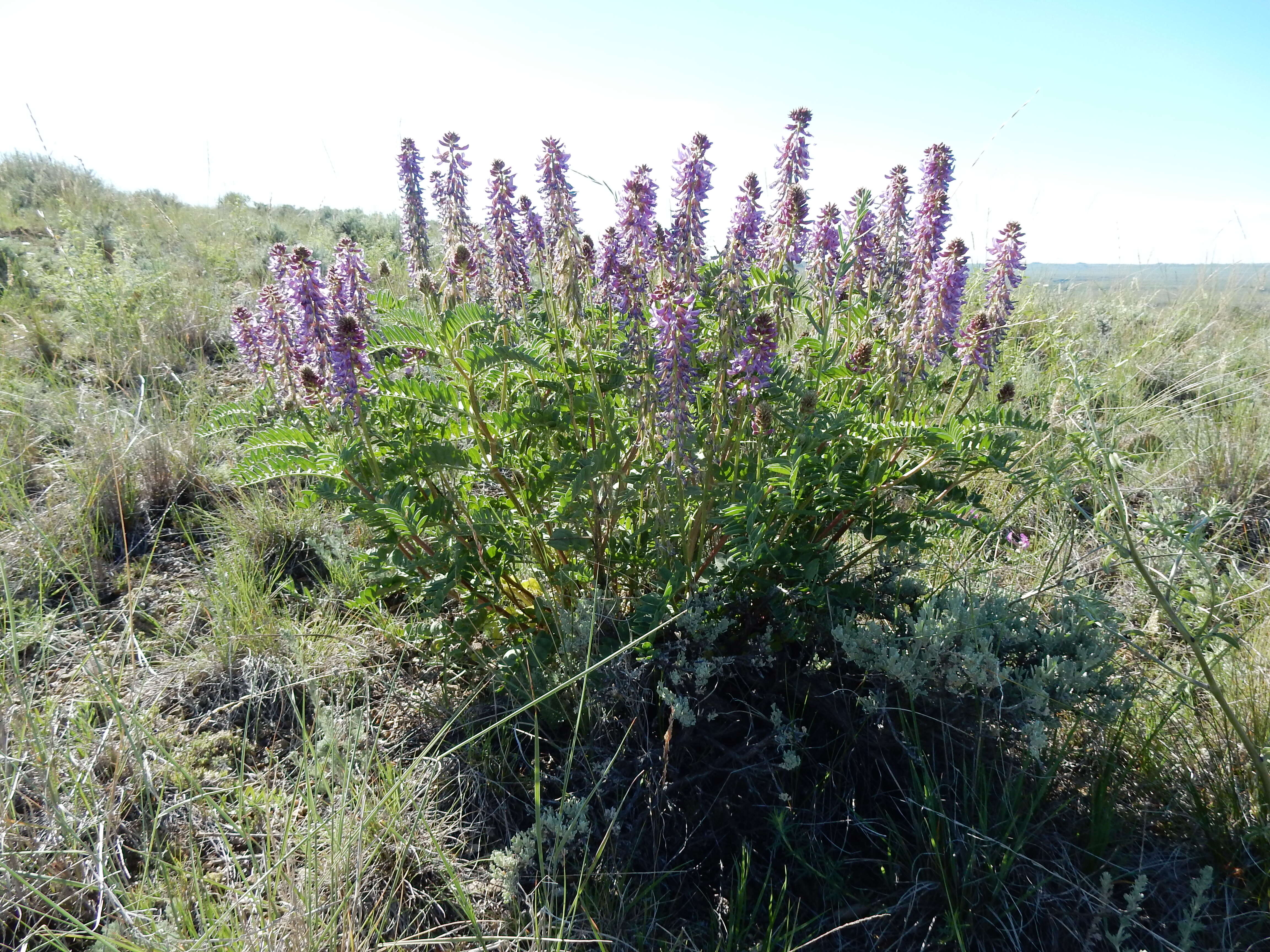 صورة Astragalus bisulcatus (Hook.) A. Gray