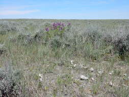 صورة Astragalus bisulcatus (Hook.) A. Gray