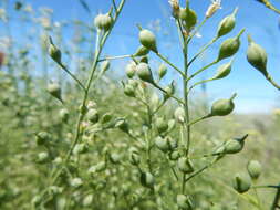 Image of littlepod false flax