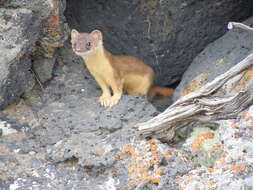 Image of Long-tailed Weasel