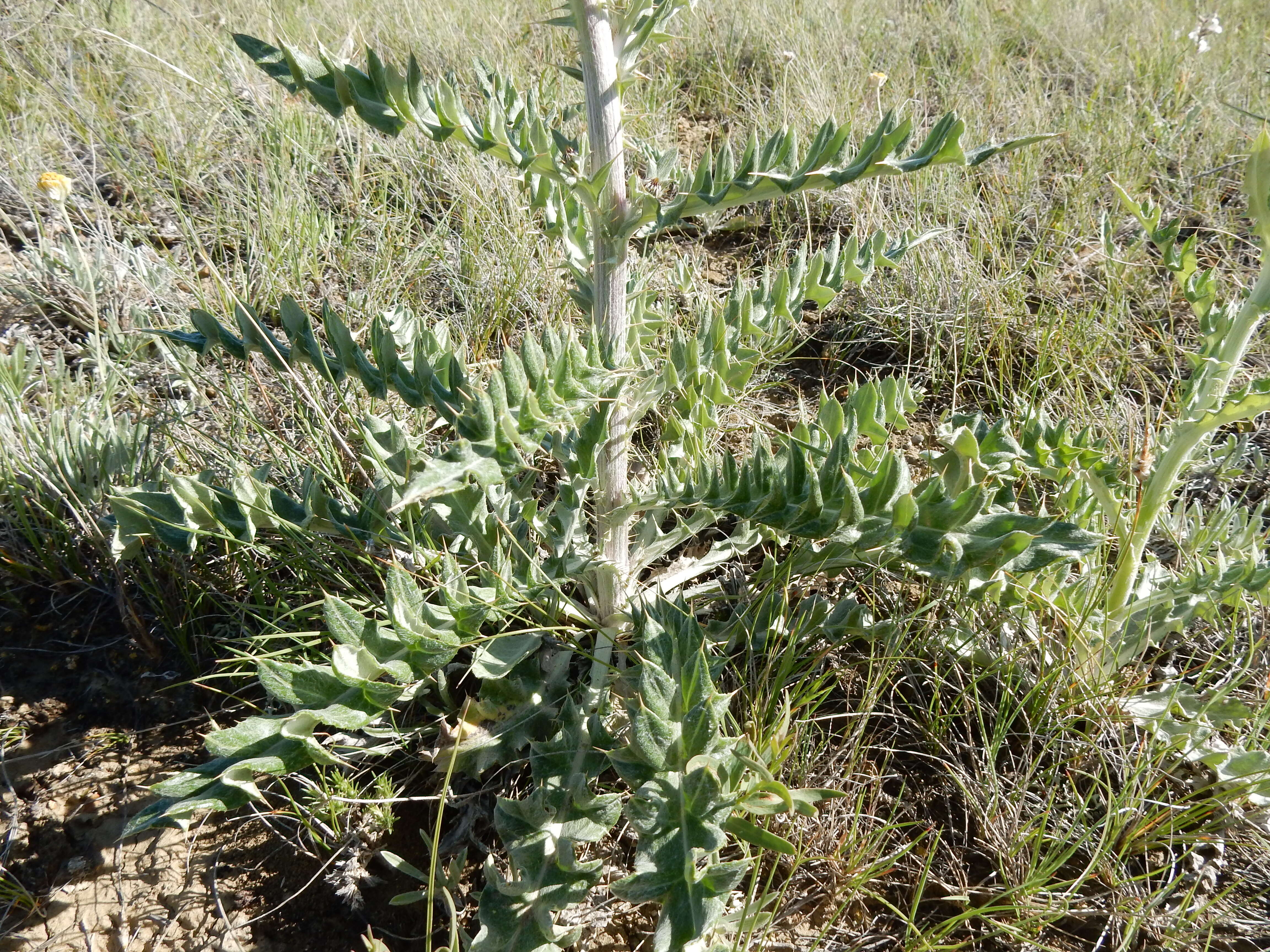 Image de Cirsium flodmanii (Rydb.) Arthur