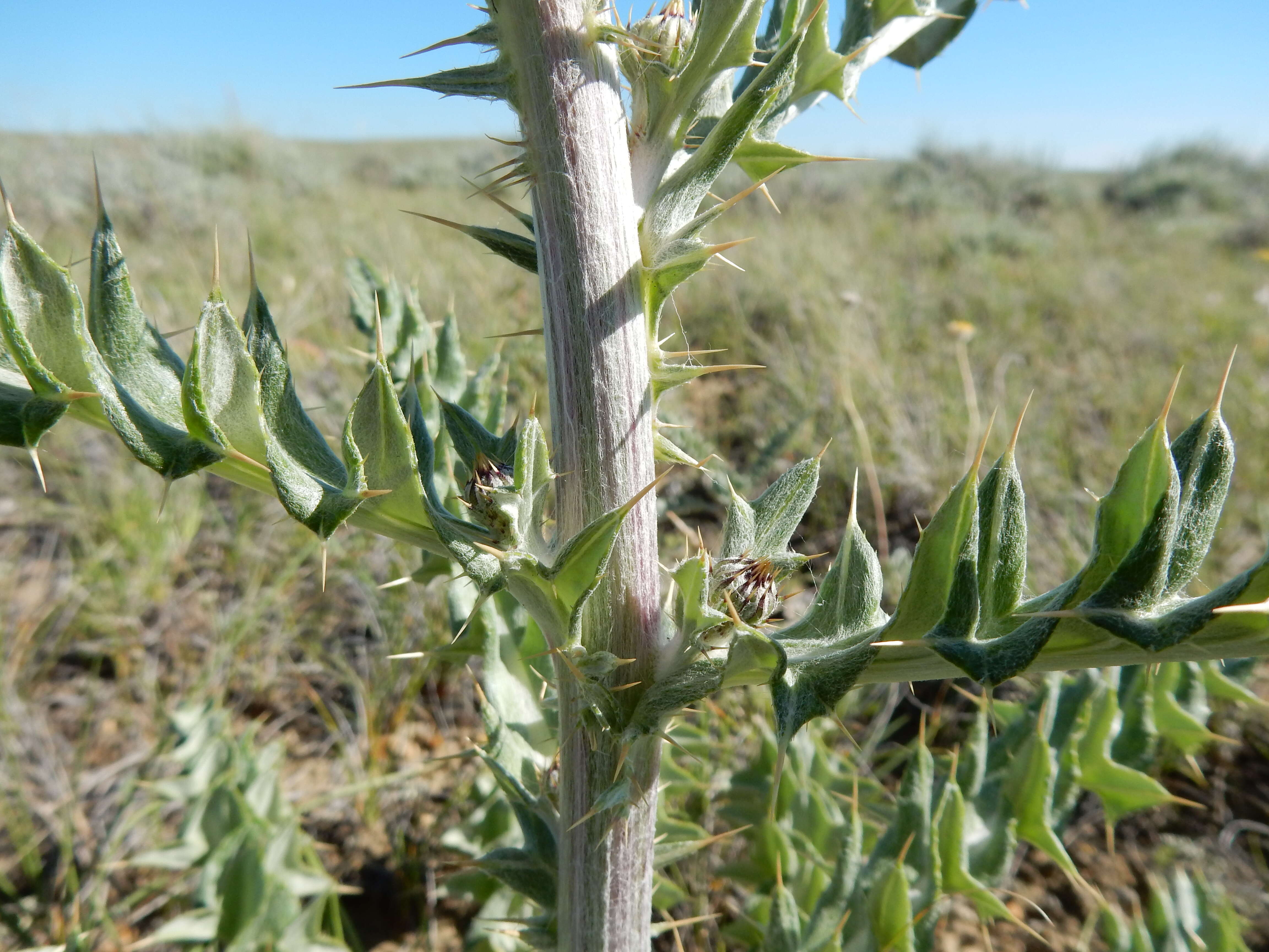 Image de Cirsium flodmanii (Rydb.) Arthur