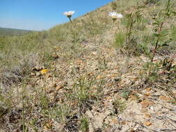 Image of buff fleabane