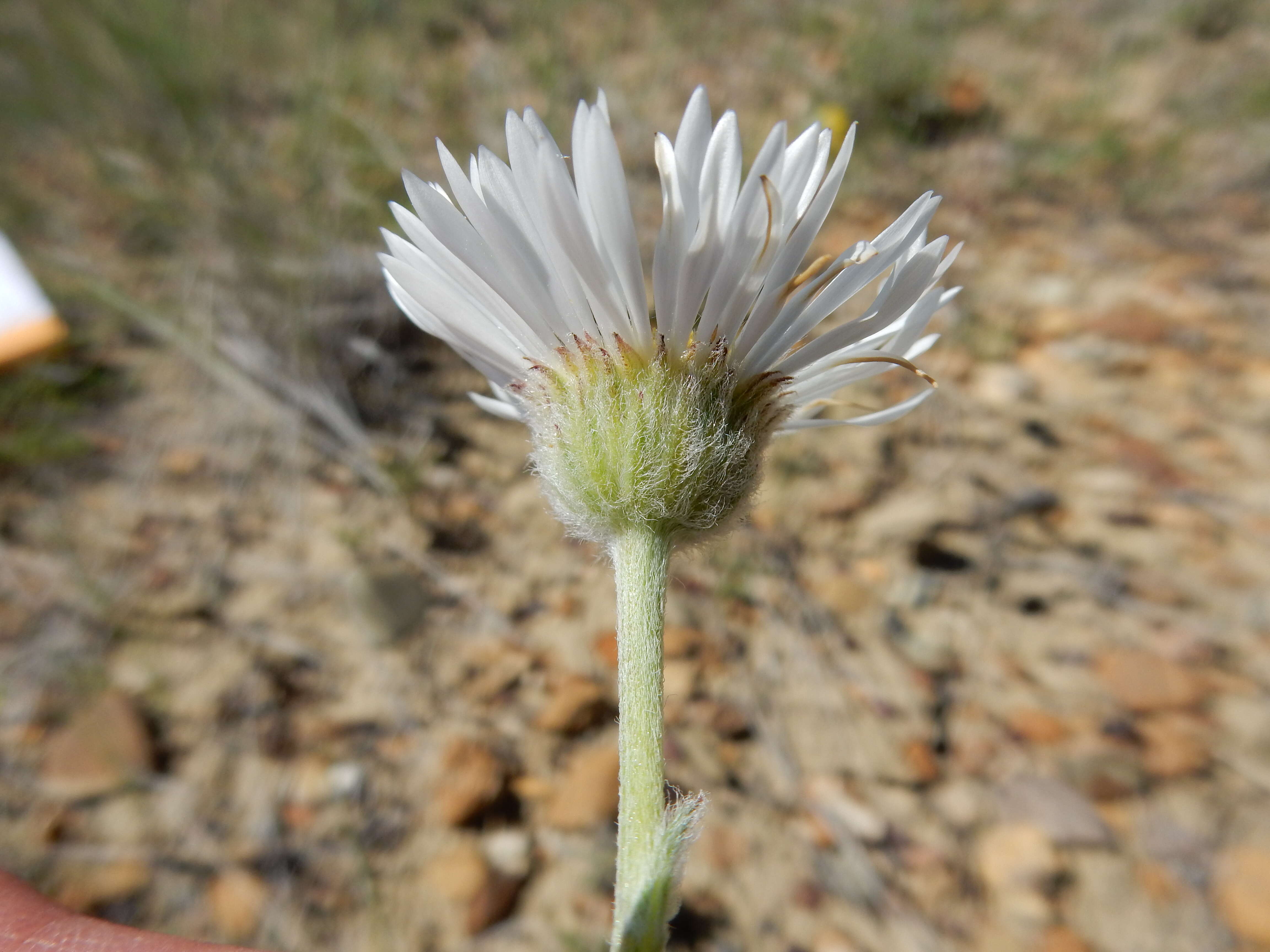 Image of buff fleabane