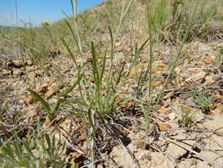 Image of buff fleabane