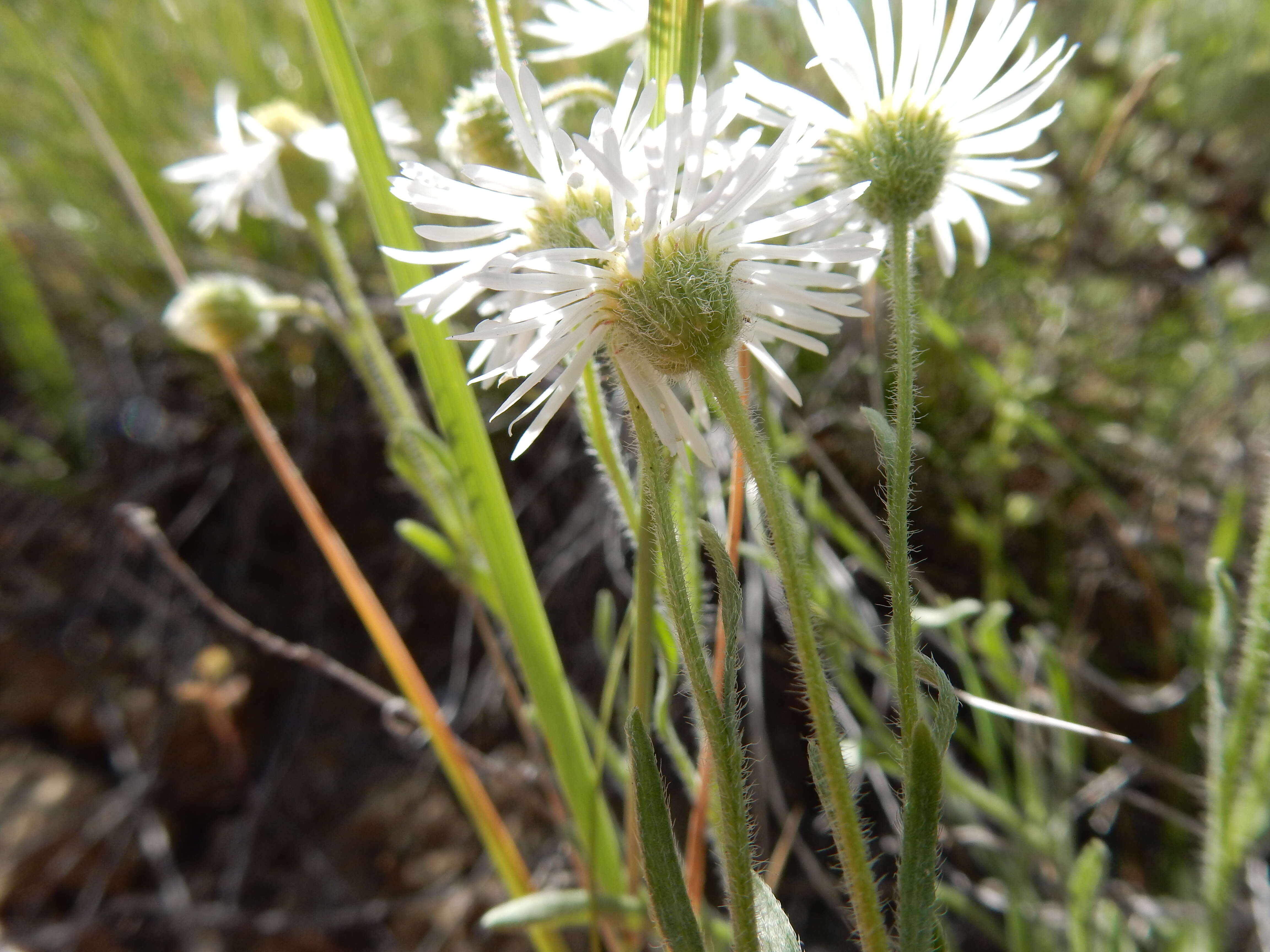 Image de Erigeron pumilus Nutt.