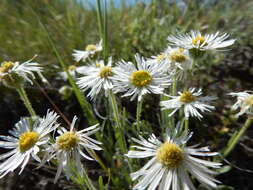 Image of shaggy fleabane