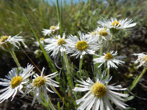 Image of shaggy fleabane