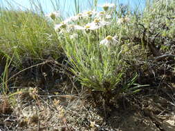 Image de Erigeron pumilus Nutt.