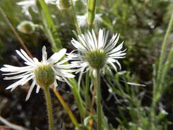 Image of shaggy fleabane