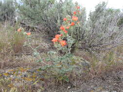 Image of Munro's globemallow