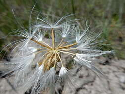 Image of prairie false dandelion