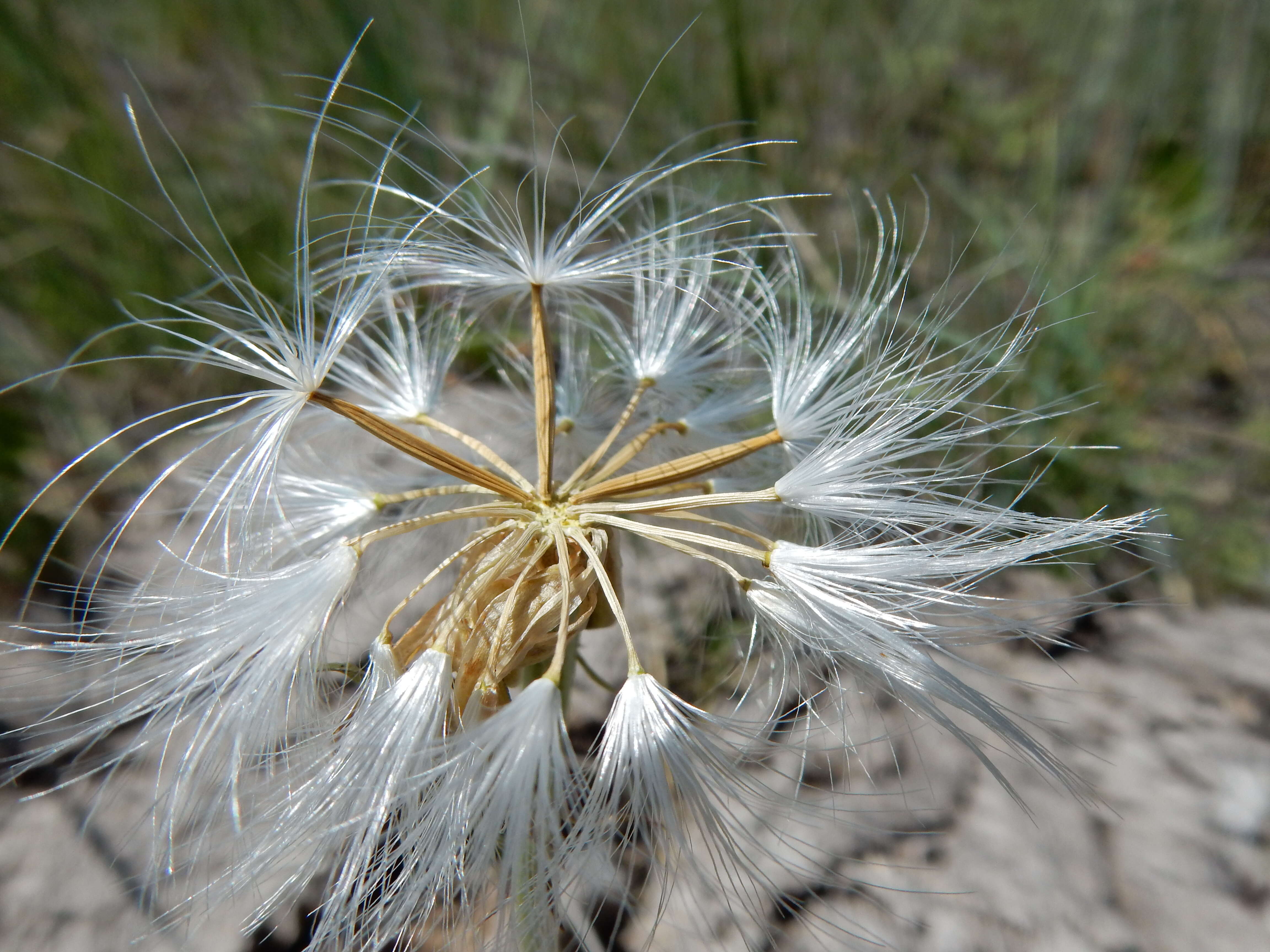 Image of prairie false dandelion