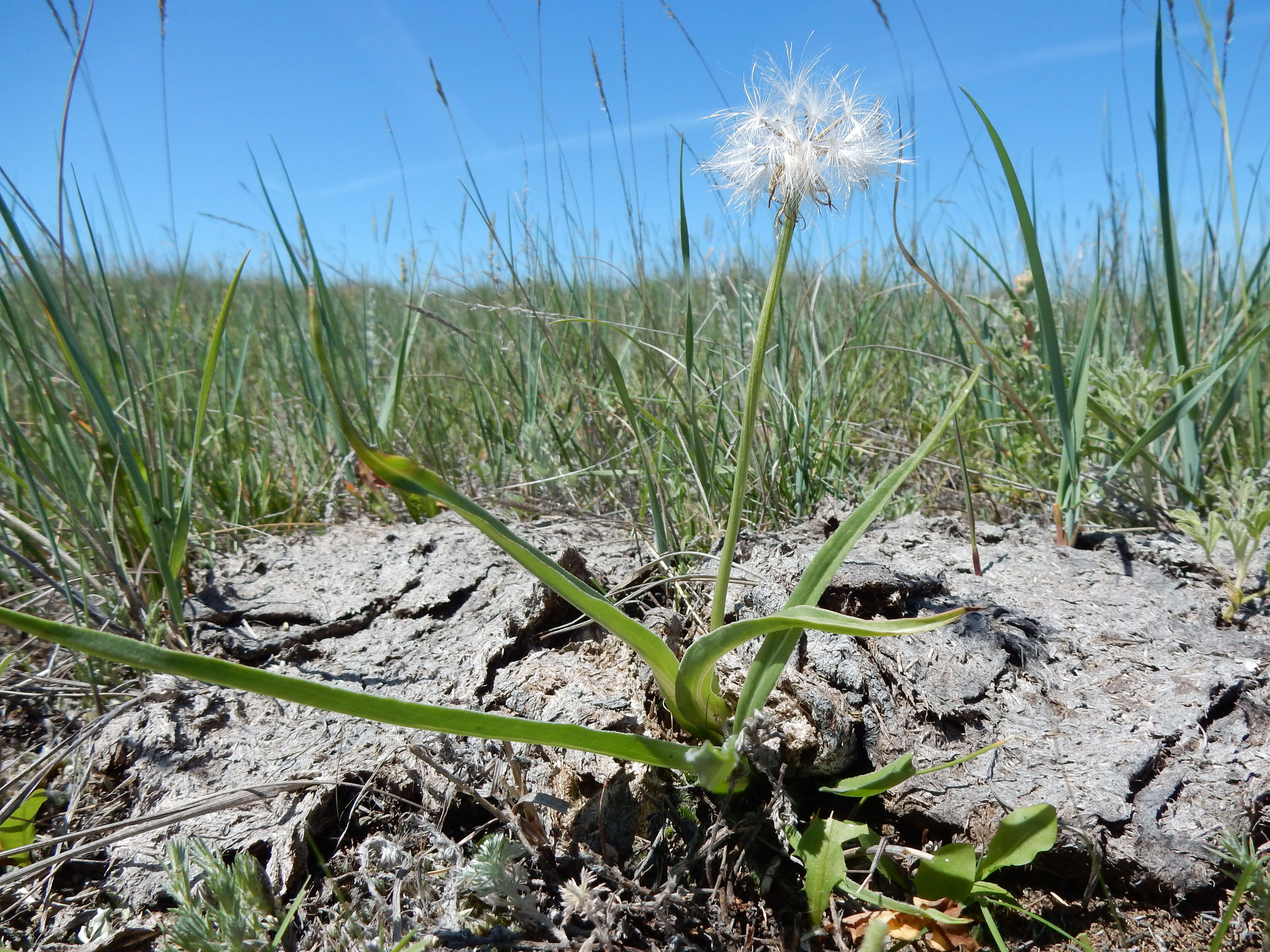 Image of prairie false dandelion