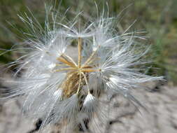 Image of prairie false dandelion