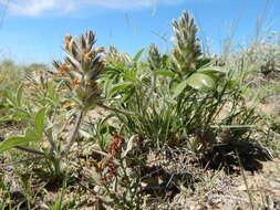 Image of large Indian breadroot