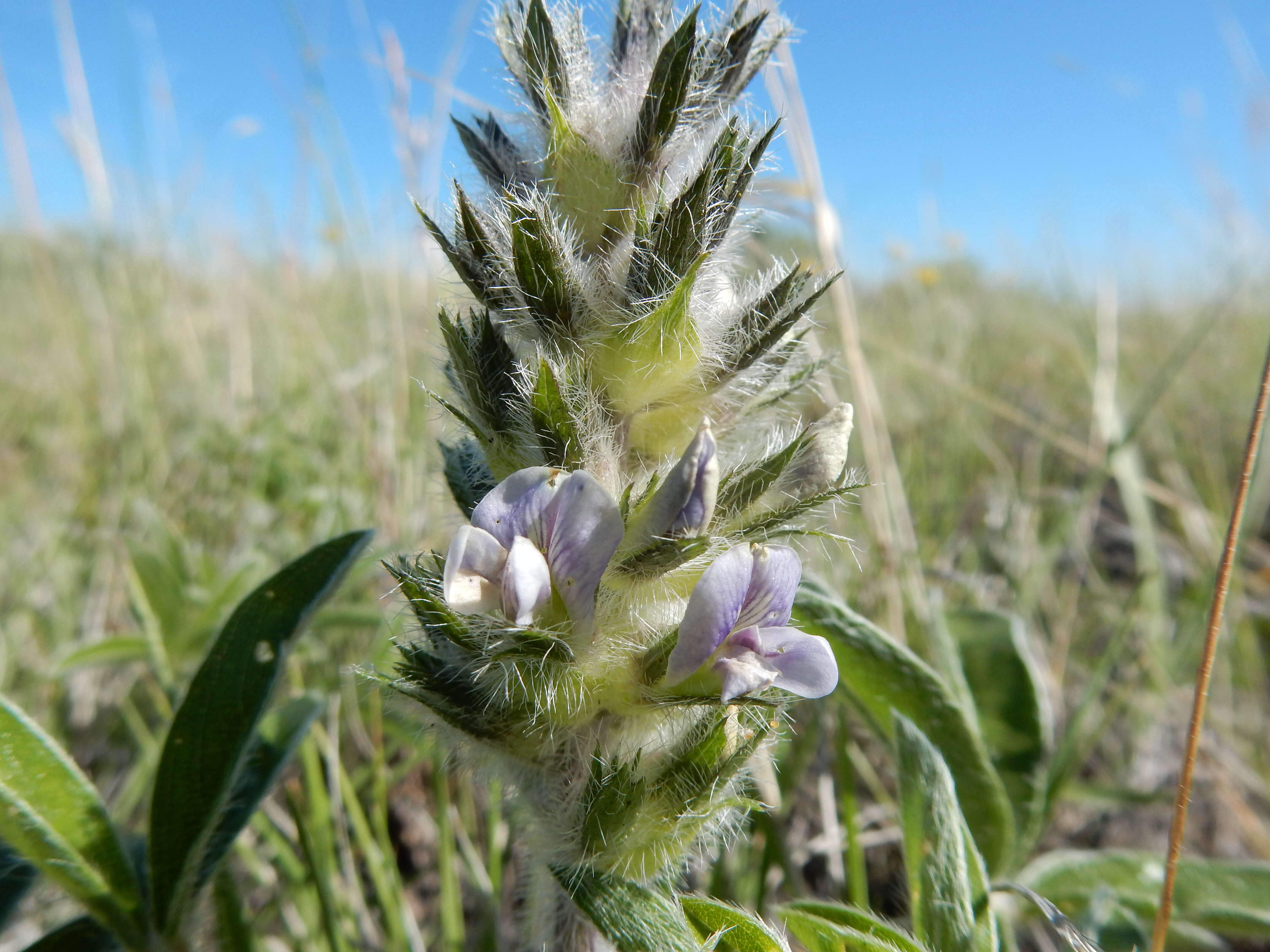 Image of large Indian breadroot