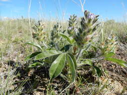 Image of large Indian breadroot