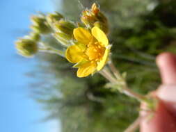 Image de Potentilla pensylvanica L.