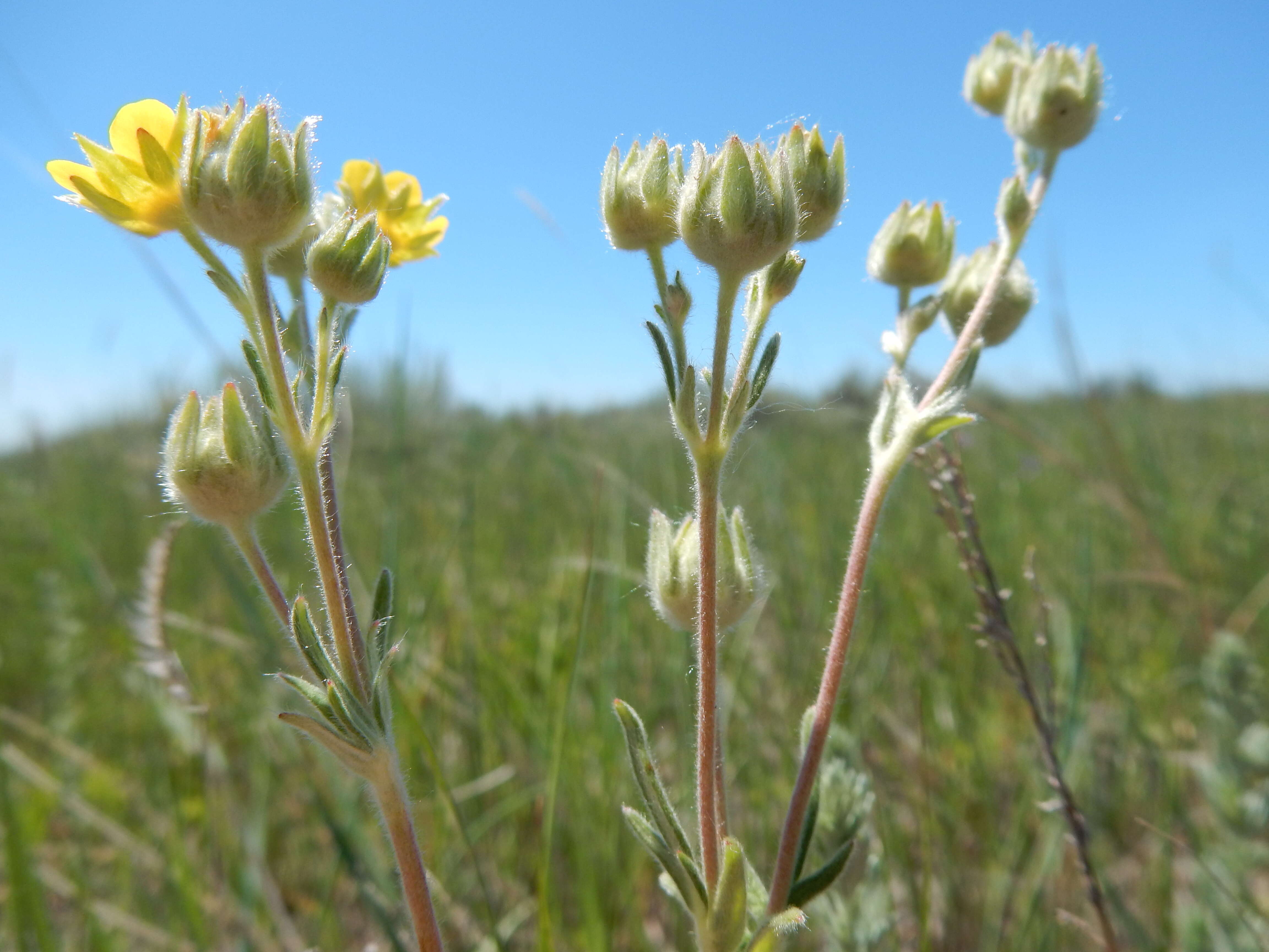 Image de Potentilla pensylvanica L.