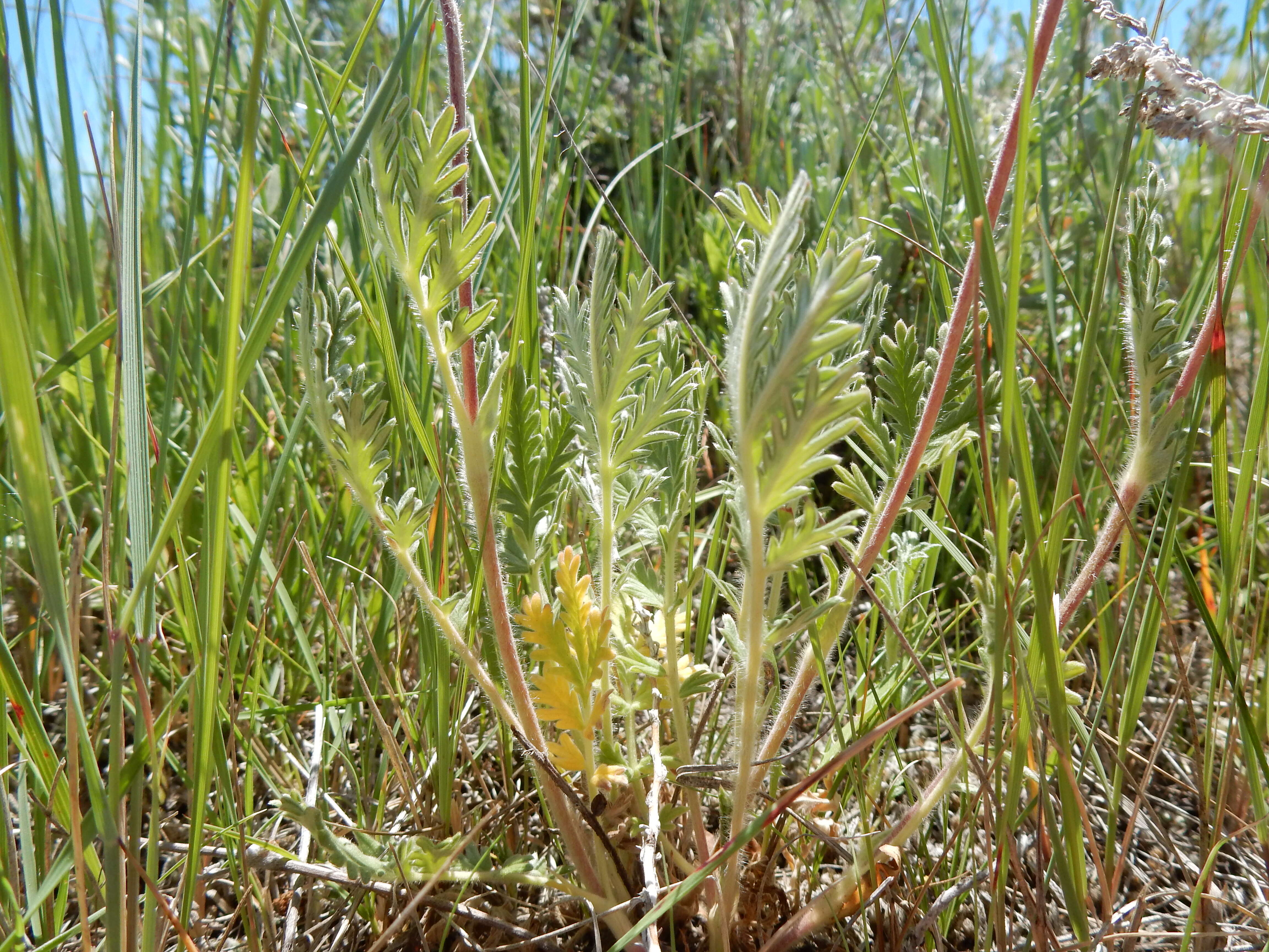 Image de Potentilla pensylvanica L.